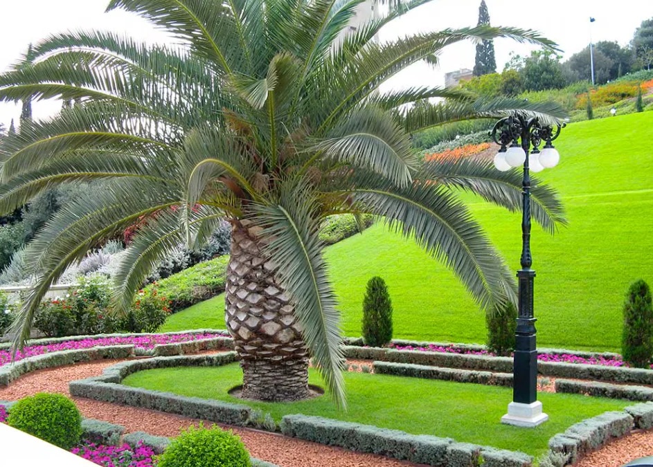 Safe Transpiring and Plantation of Giant Landscape Palms