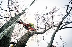 Specialized Big Tree Removal and Relocation Services