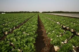 High-Yield Commercial Vegetable Growing Projects
