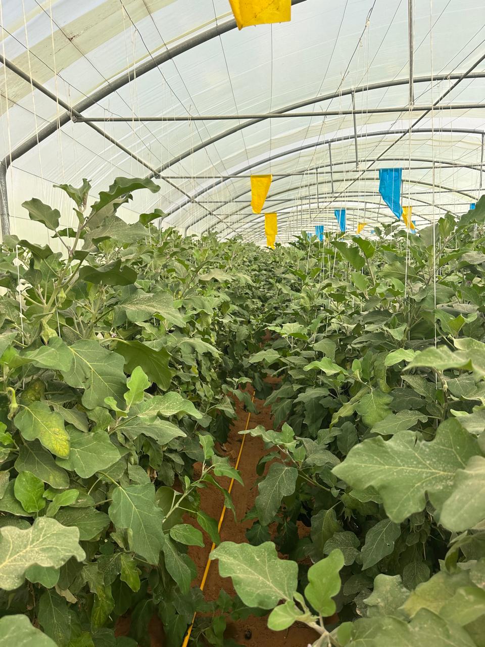 Commercial Farming and High-Yield Vegetable Rowing Systems Saudi Arabia
