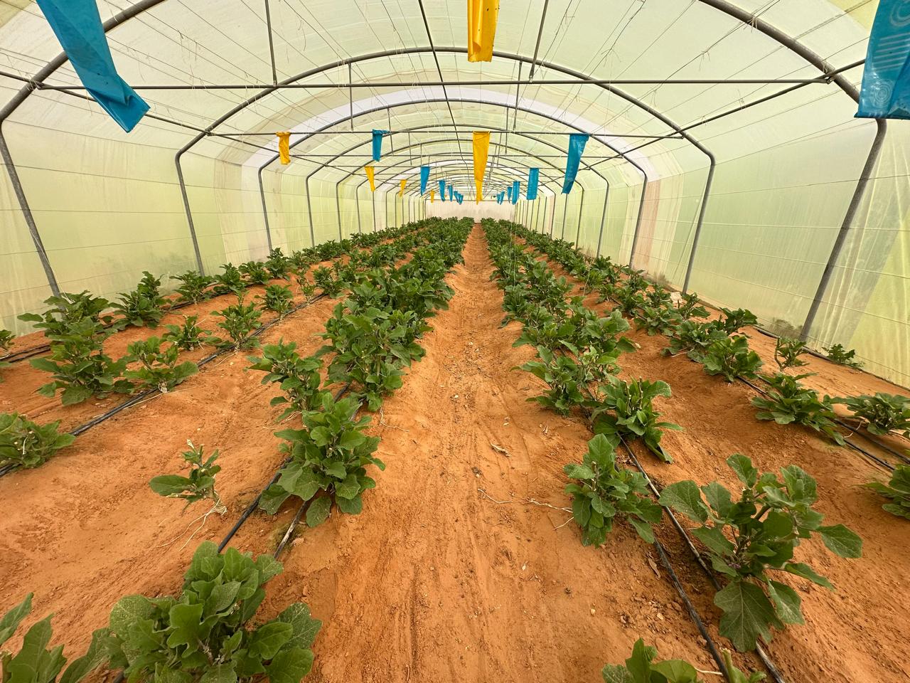 Turnkey Engineering and Assembly of Smart Glass Greenhouse Enclosures