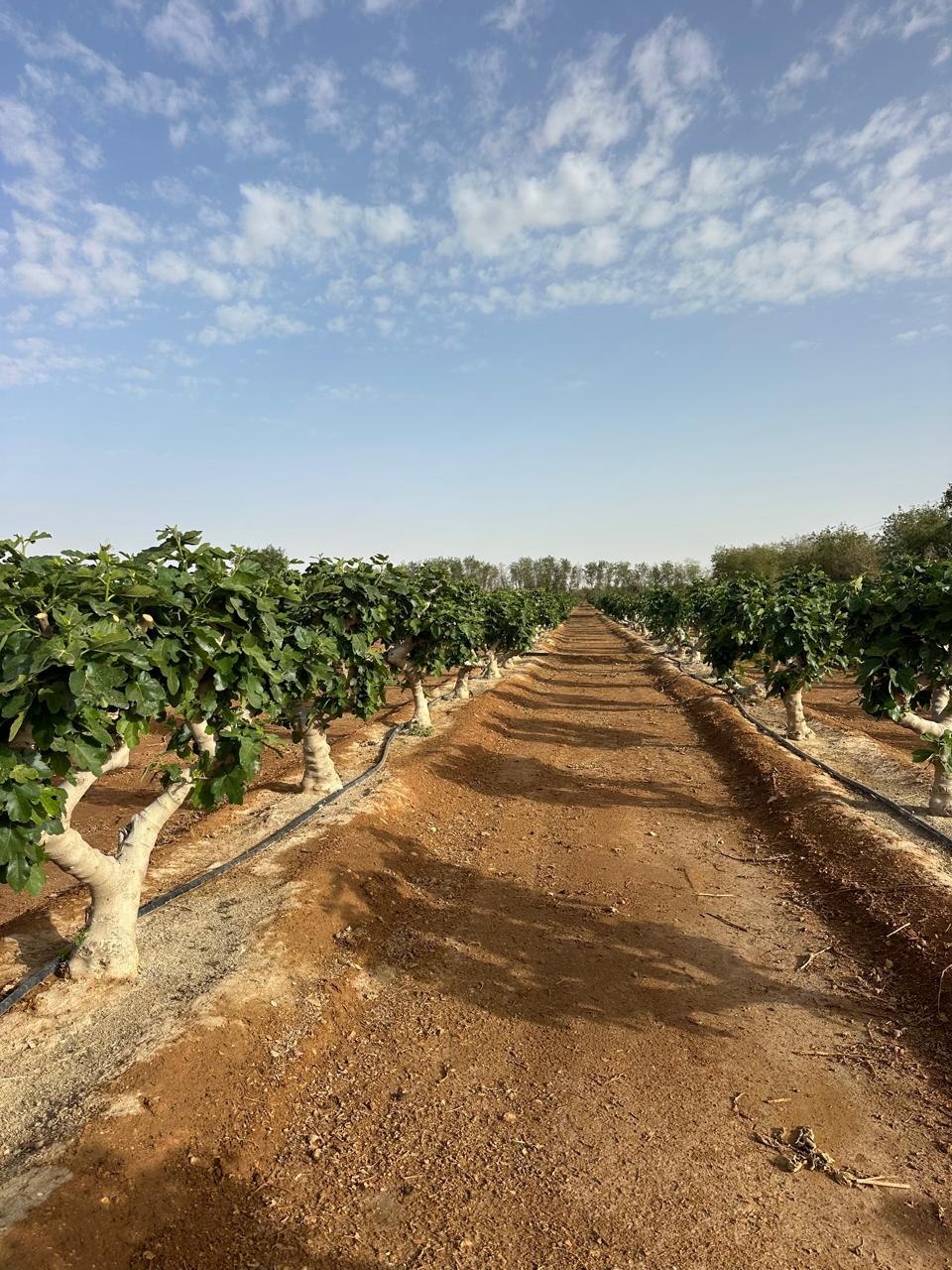 Industrial Landscaping Engineering and Certified Urban Forestry Assets Saudi Arabia