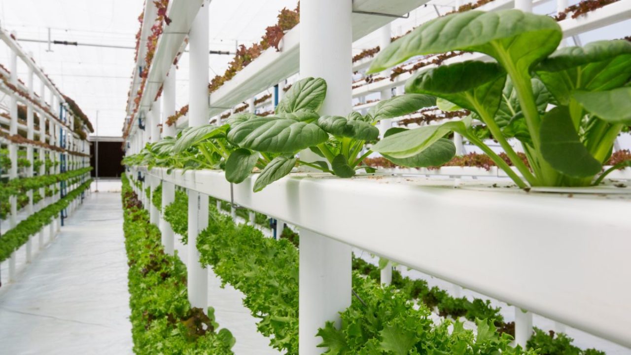 Complete Turnkey Engineering and Installation of Hydroponic Systems