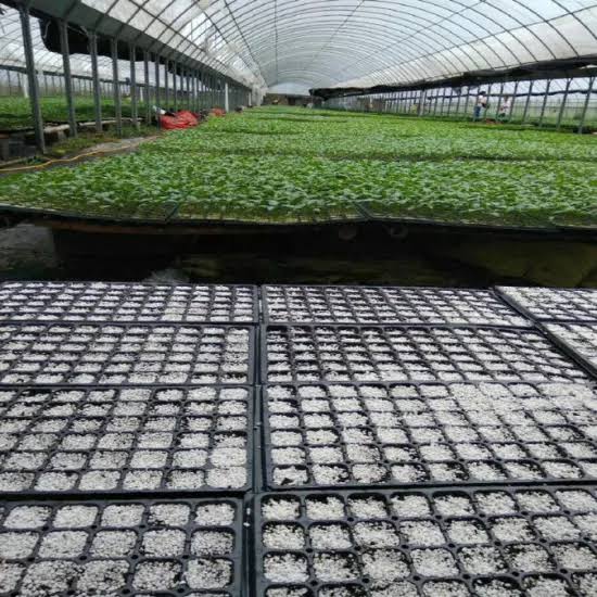 Commercial Nursery Management and Exotic Flora Sourcing Saudi Arabia